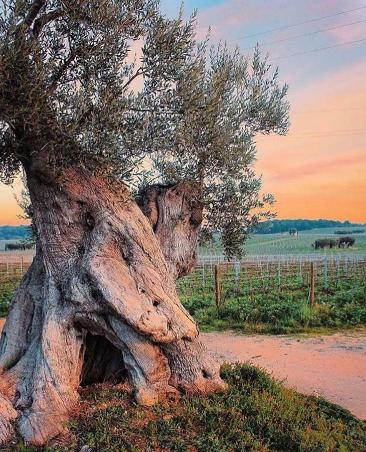 Mansarda Romantica "Il Nido Delle Rondini" กอนแวร์ซาโน ภายนอก รูปภาพ
